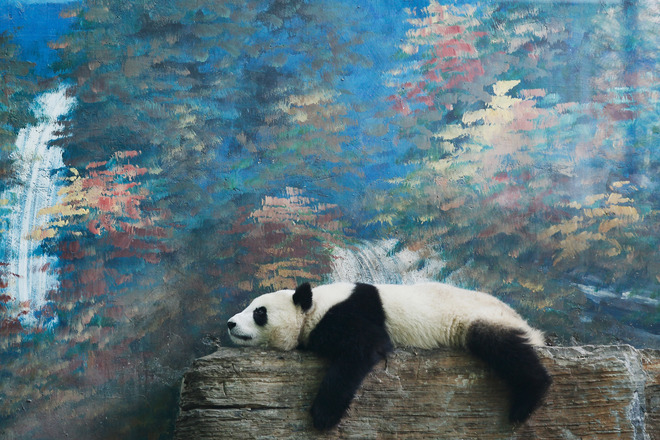 Панда мързелува