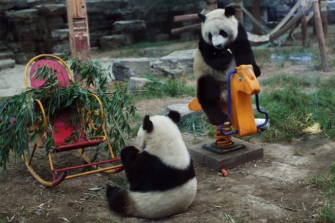 Детската площадка на пандите