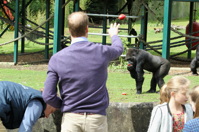 Принц Уилям храни горилите