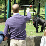Принц Уилям храни горилите