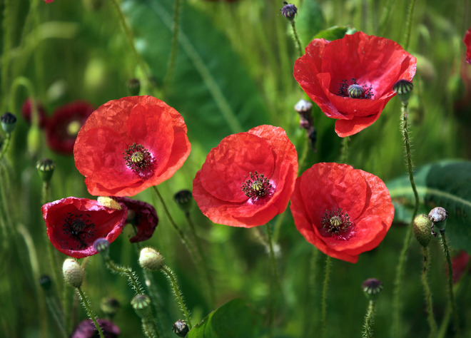 Поляни с макове (3)