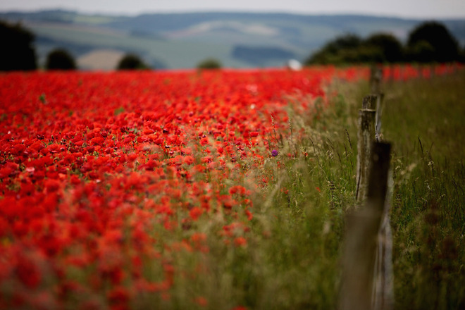 Поляни с макове (4)