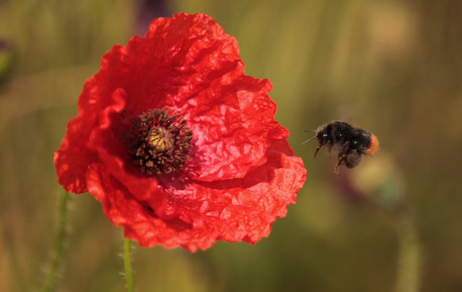 Поляни с макове (6)