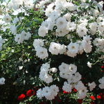 Цъфтящи рози в Бахайските градини.