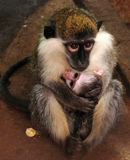 Виктор/Виктория