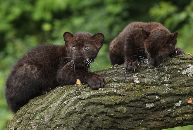 Близначета в зоопарка