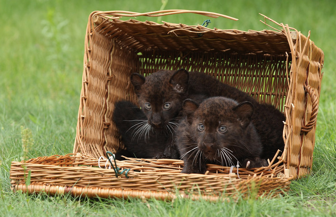 Дебютът на черните пантери