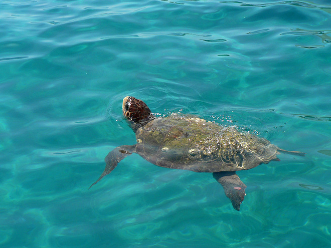 Застрашена морска костенурка Caretta caretta