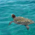 Застрашена морска костенурка Caretta caretta