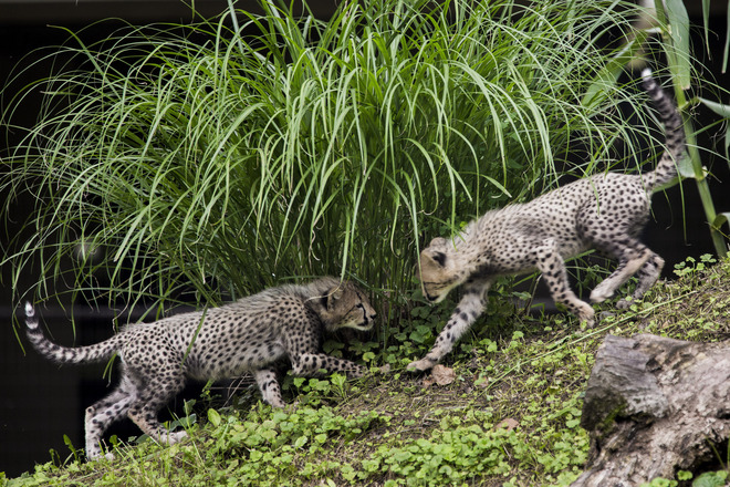 Кой ще стане техен кръстник?
