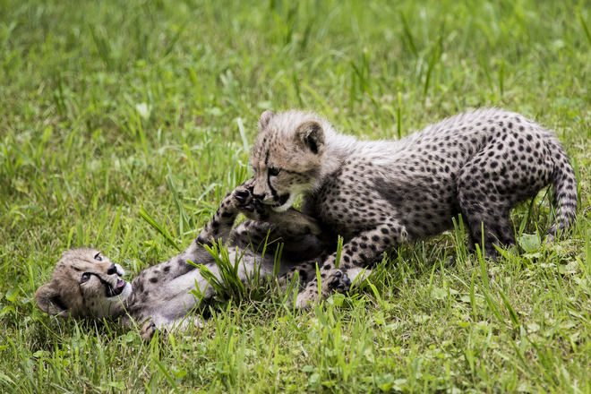 Гепардчета - братче и сестриче