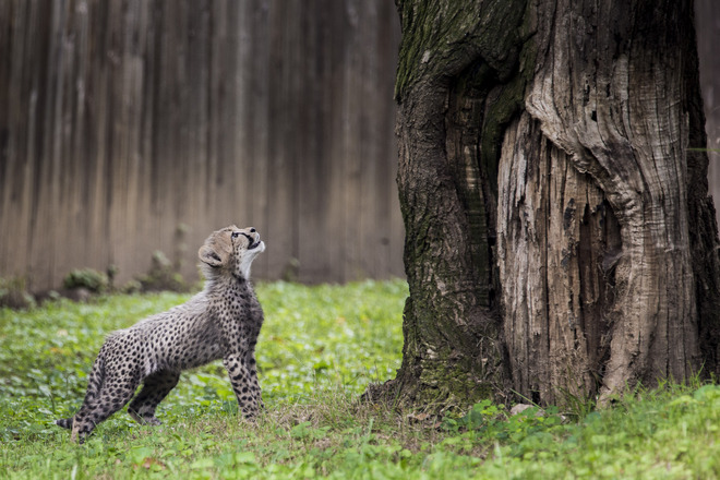 Петнистият сфинкс