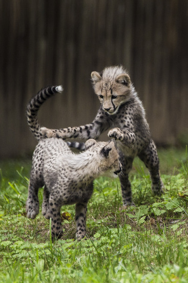 Гепардчетата си играят