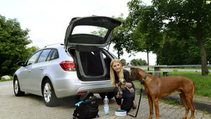 С животни на път