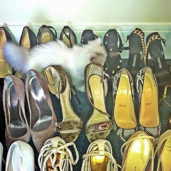 Котето на Ким в обувките й