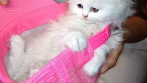 Котето на Ким