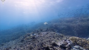 Остров Херон, Големия бариерен риф