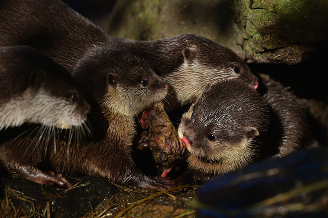 Обядът на малките видри