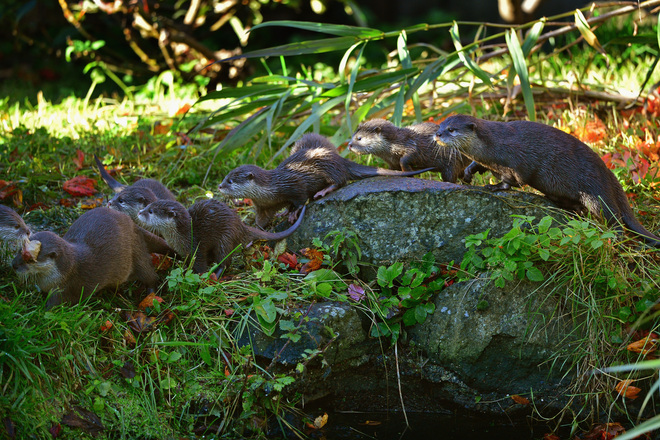 Малките видри в Единбург