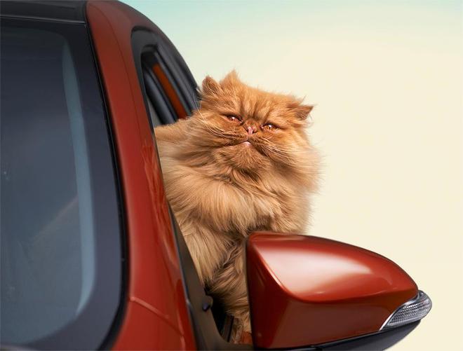Котка, влюбена в Toyota