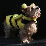 Йорки в костюм на пчеличка