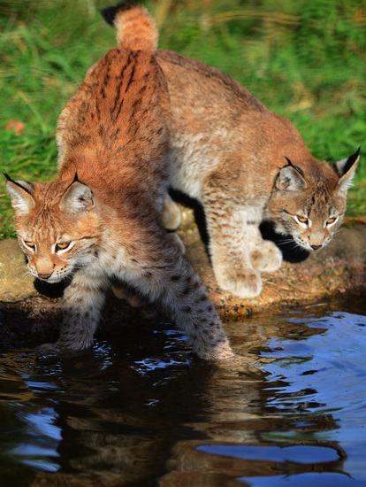 Диви котенца