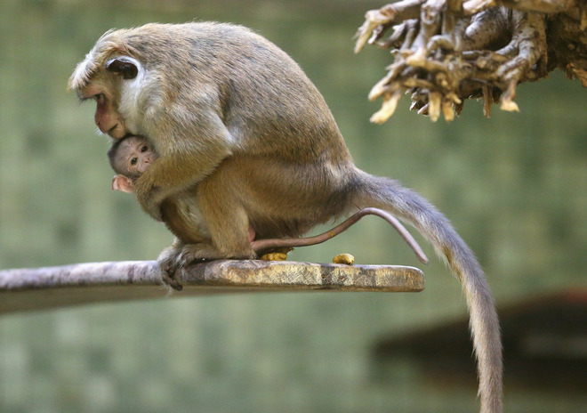 Хей, вие, с дългите опашки!