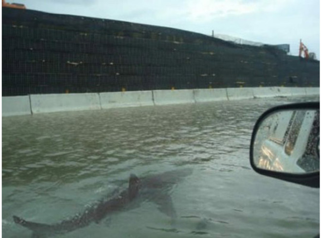 Фалшиви акули плашат Ню Йорк