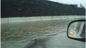 Фалшиви акули плашат Ню Йорк