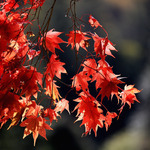 Цветовете на есента: Червено
