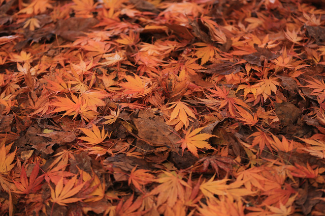 Килим от есенни листа