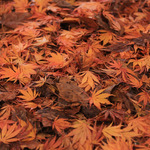 Килим от есенни листа