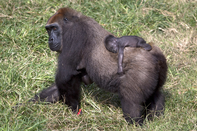 Малкото горилче