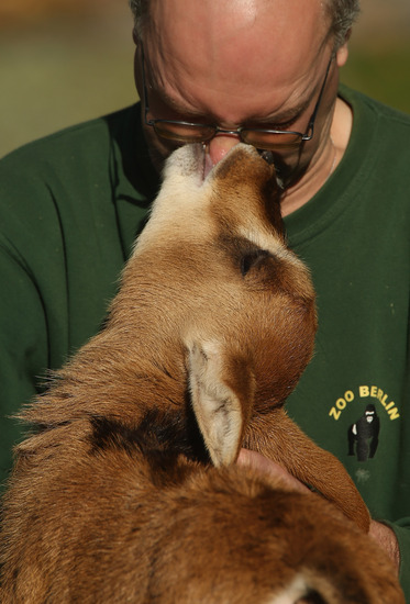 Антилопата и биберонът