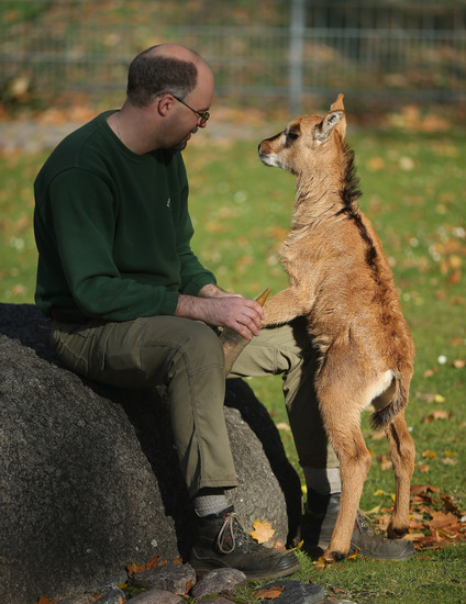 Малката черна антилопа