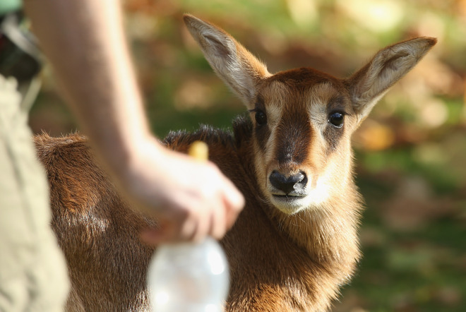 Бебета животни през есента