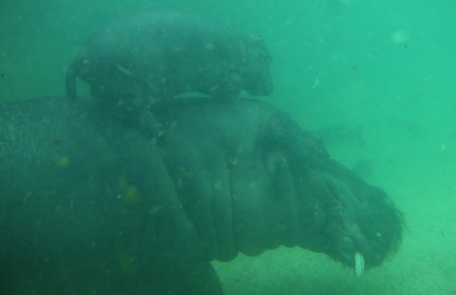 Хипопотами под водата