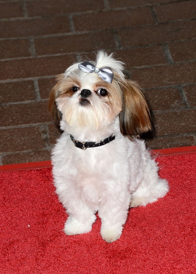 Бони от "Седемте психопата"