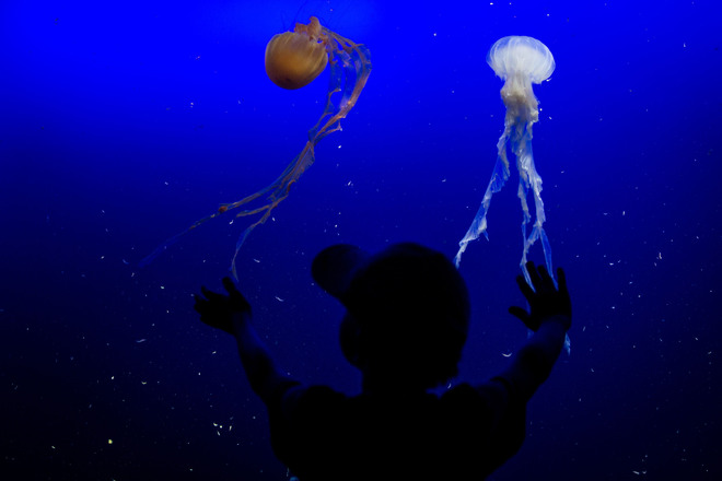 Медузи в аквариума