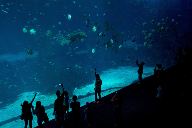 Сингапур, Сентоса, аквариумът