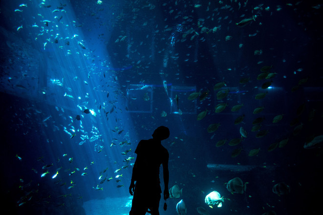 Marine life park v singapur