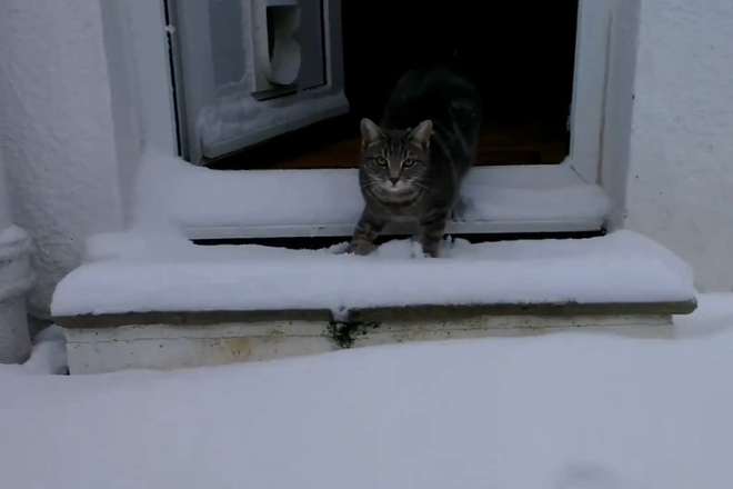 Kotka lovi snezhinki hit v youtube