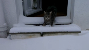 Котка лови снежинки - хит в YouTube