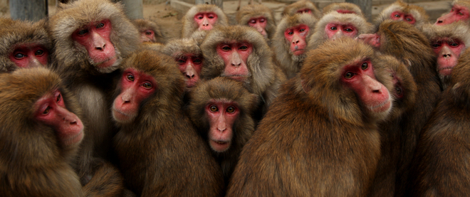 Маймуни през зимата в Япония