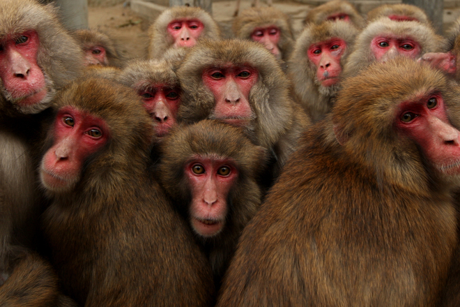 Maymuni prez zimata v yaponiya