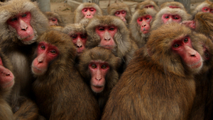 Маймуни през зимата в Япония