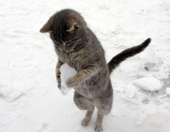 Котка в снега