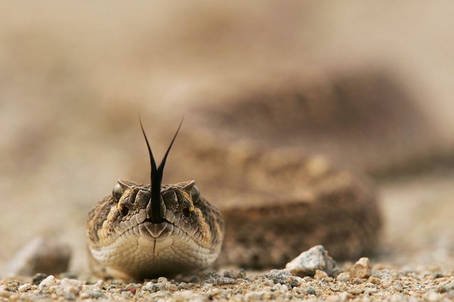 Гърмяща змия в пустинята