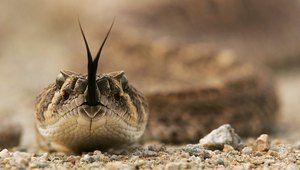 Гърмяща змия в пустинята