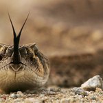 Гърмяща змия в пустинята